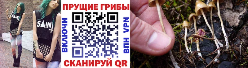 kraken онион  купить   Будённовск  Галлюциногенные грибы MAGIC MUSHROOMS 